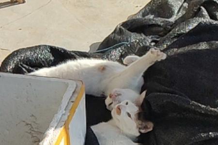自家猫咪被邻居关起来该怎么做