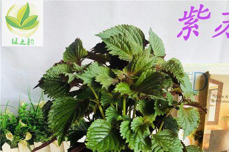 苏叶和薄荷有什么区别