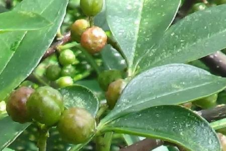 怎种植山椒