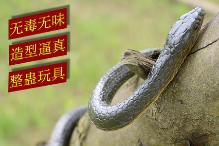 女友非常怕蛇怎么办