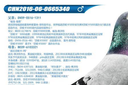 鸽布林为什么改名