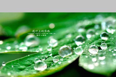 花叶不败感恩无终的意思