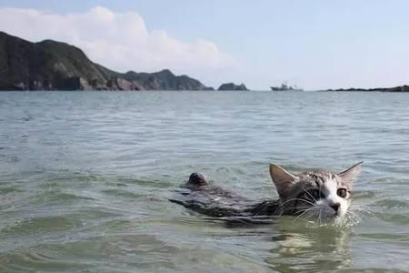 喵吉灯塔涨潮时间