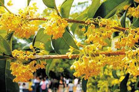 南陵板石岭桂花节什么时间