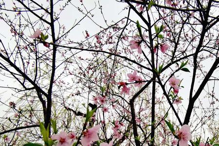 人间三月醉芳菲什么意思