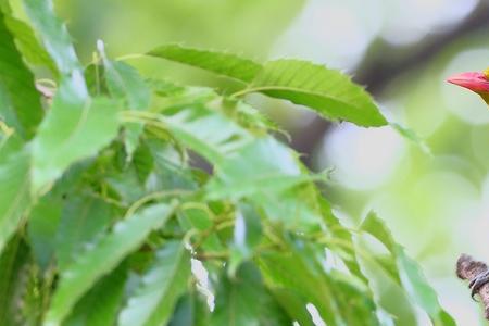 黄鹂鸟是几级保护动物