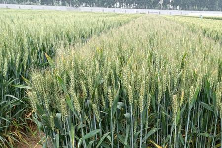 山农42小麦种审定时间