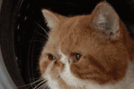 加菲猫最喜欢的声音