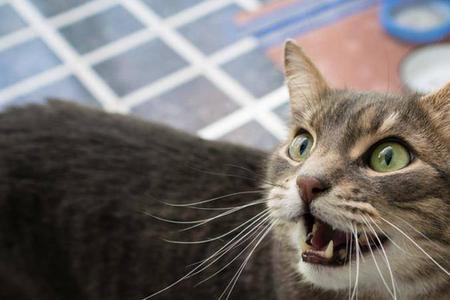 猫咪叫声我的意思