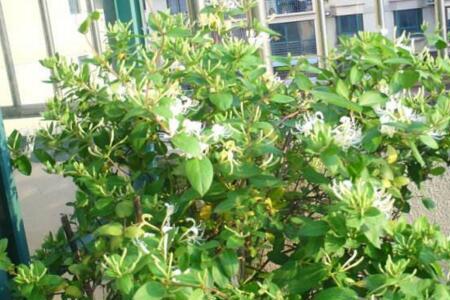 金银可以在院子里种植吗