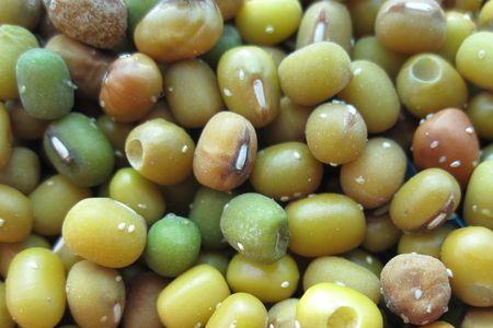 米或豆子放在塑料瓶会长虫吗