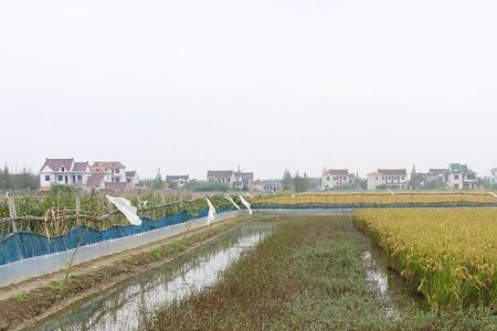 黄油蟹养殖环境