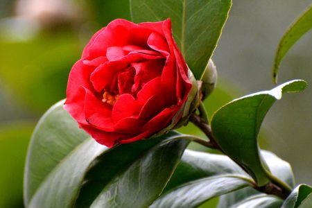 茶花分公母吗