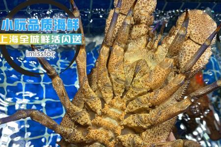 犀牛虾能养吗