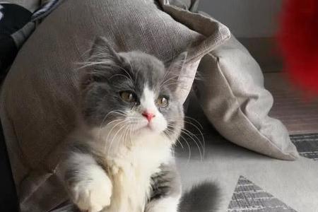 为什么刚买的猫后脚总是蹲着