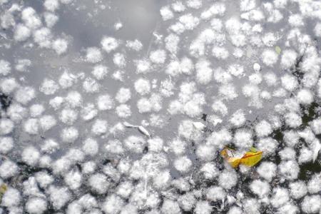 木棉花花絮的用途