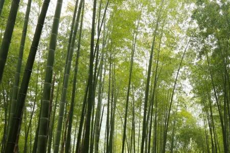 草木气息什么意思