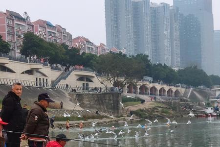 鱼钩钓水鸟方法