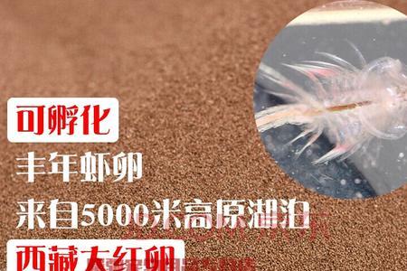 丰年虾卵以孵出怎样取出
