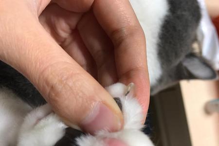 猫咪的指甲扎到我肉里没事吧