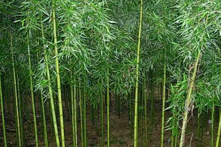 栽种公竹子可以成林吗