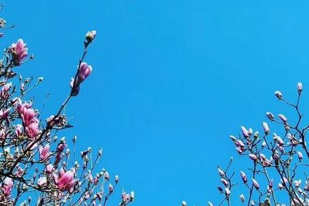 花开不开都是花的下一句啥意思