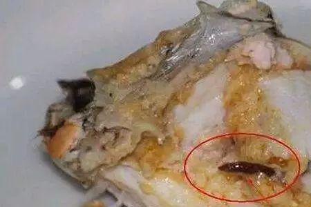长虫能淹死吗