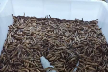 天工虫控靠谱吗