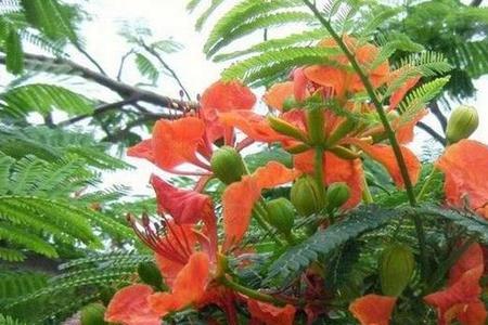 赤荔凤冠怎么繁殖