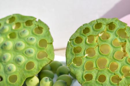 莲子没硬皮能种吗