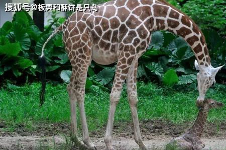 长颈鹿脖子变短的后果