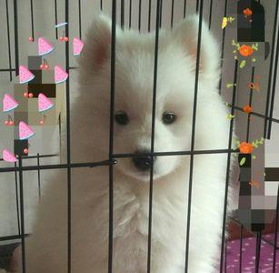 萨摩耶熊版狼版区别