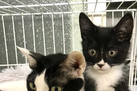 田园奶牛猫能长到多少斤