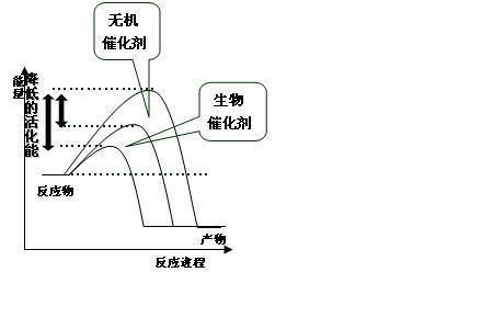 图像中怎么判断活化能