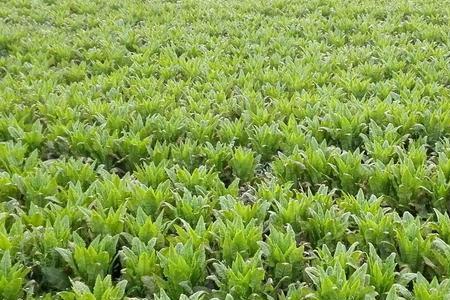 高原油麦菜种植方法