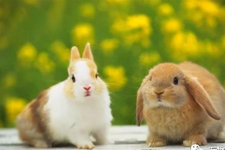 宠物兔子怎么养家里不臭