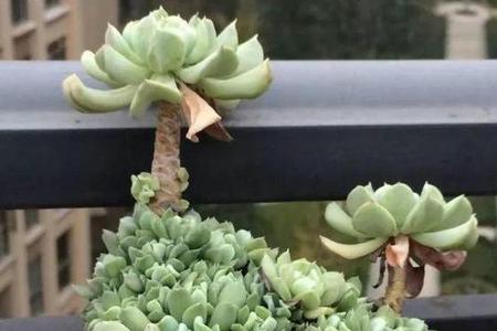 多肉血精灵与特玉莲的区别