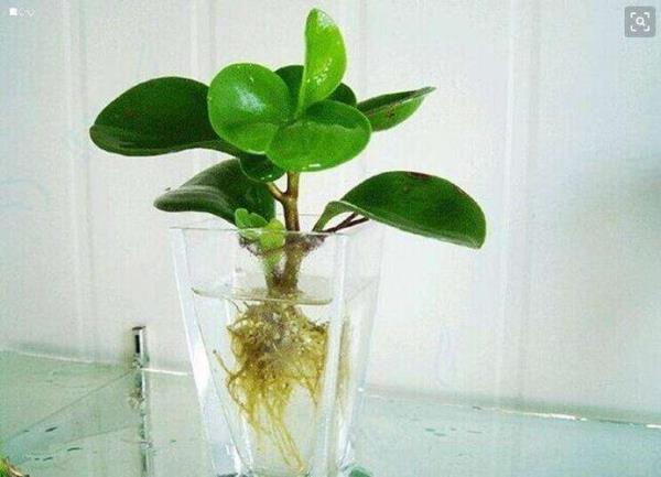 药用植物水培的利弊