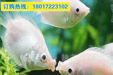 桃花鱼为什么撞缸