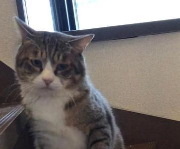猫喜欢拿头拱我手是为什么