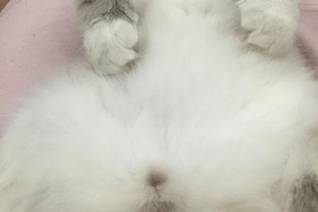 公猫几个月可以看到蛋