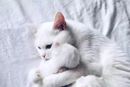 我家猫只生了一只小猫，怎么回事