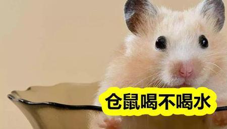 仓鼠为什么不吃肉呢