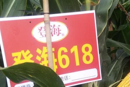 玉米种良玉99和登海1717哪个好
