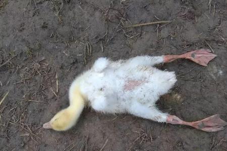 鸭子性成熟多久下蛋