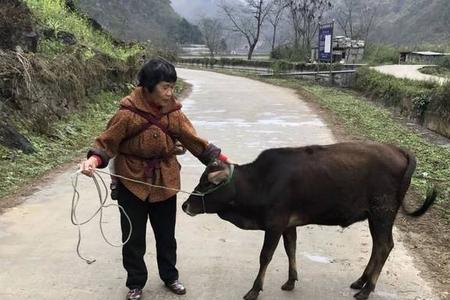 骑马寻牛的意思
