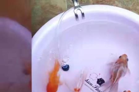黄粉要泡多久