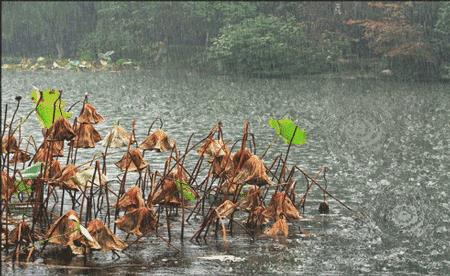 夜雨秋池意思好吗
