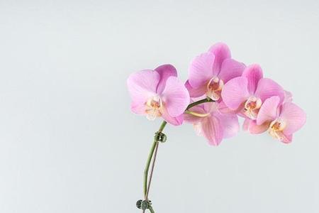 蝴蝶兰一年四季开花的催化剂