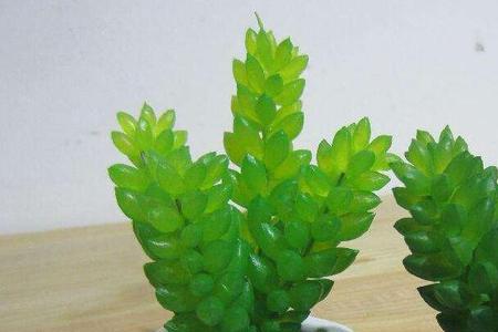 适合卧室养的迷你植物